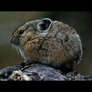 Meet your Posher, Esther